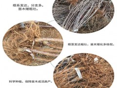 优质樱桃苗价格 水晶樱桃樱桃苗批发冰糖樱桃樱桃苗基地批发