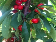 盛果源_樱桃苗_樱桃苗批发_早熟樱桃苗_樱桃苗价格