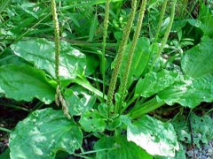 车前草的作用、形状特征及采收与应用