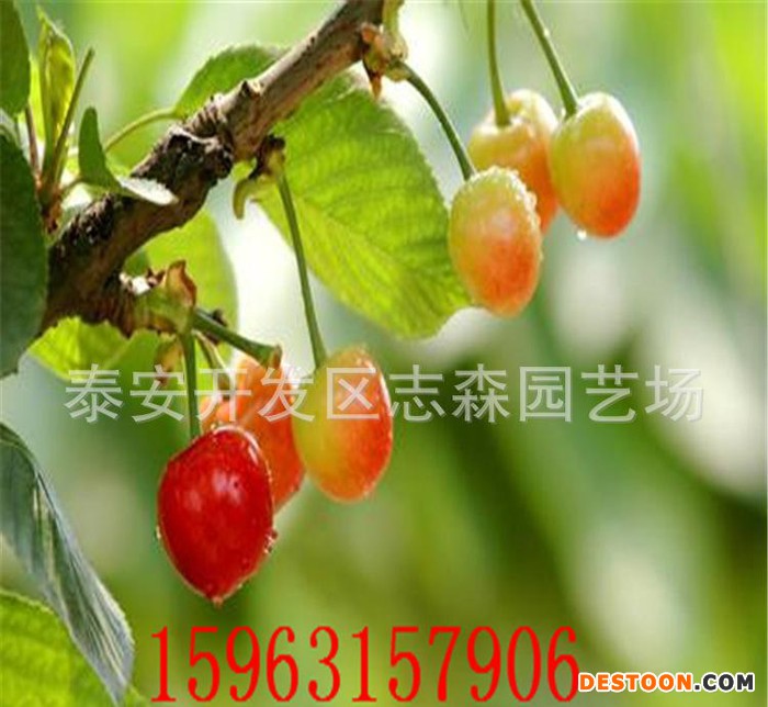 基地樱桃苗 嫁接樱桃苗 山东樱桃苗