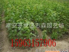 樱桃苗管理 樱桃苗定植  嫁接樱桃苗