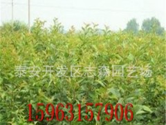 樱桃苗 嫁接樱桃苗 黄蜜樱桃苗