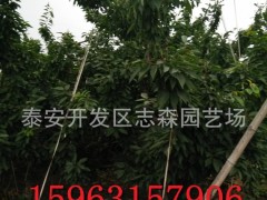 樱桃苗 黑珍珠樱桃苗 嫁接樱桃苗