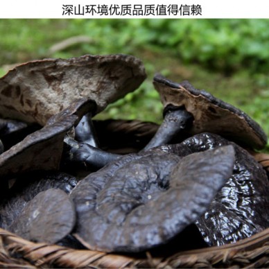 灵芝野灵芝吉林长白山灵芝产地长白山有机灵芝