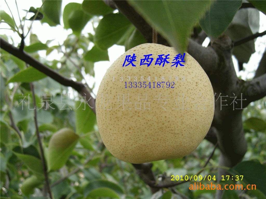 供应陕西套袋酥梨