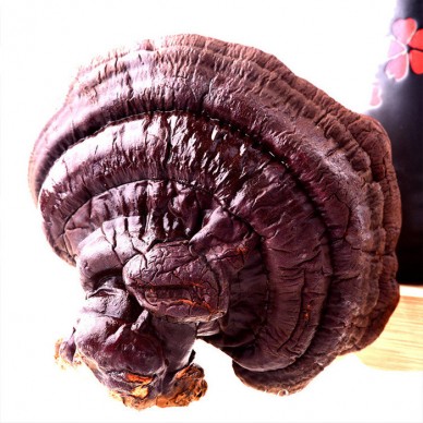 灵芝长时间吉林长白山灵芝产地灵芝包邮