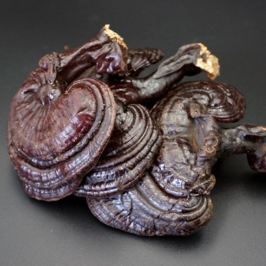 吃没灵芝吉林长白山灵芝批发椴木灵芝价格