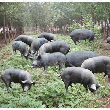 黑猪养殖