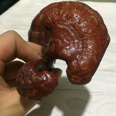 灵芝产地吉林长白山灵芝灵芝主要成分