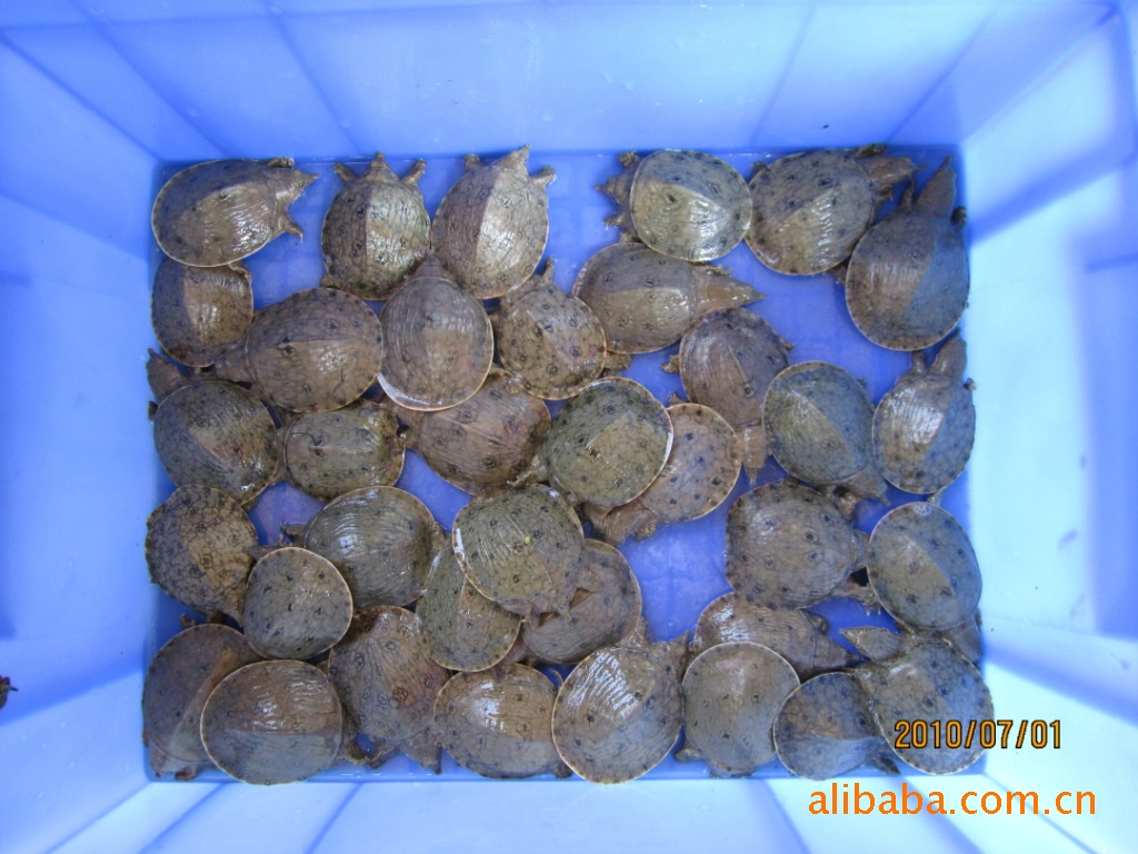 供应广西特色水产品质——仿野生甲鱼黄沙鳖幼苗