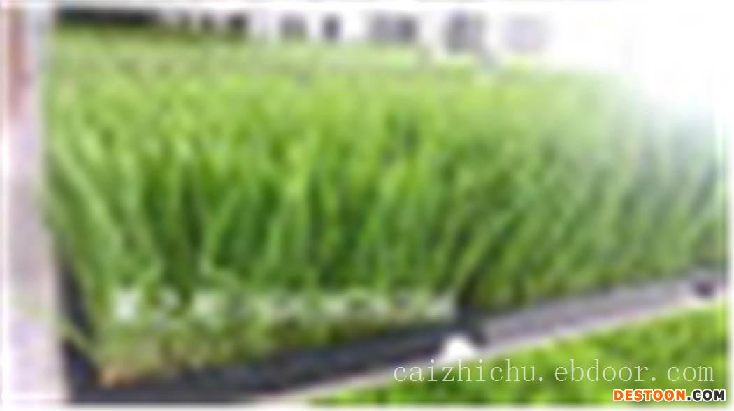 芽苗菜无土种植