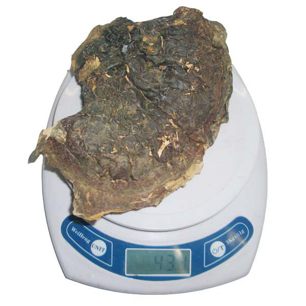 灵芝长白山椴木长白山灵芝生产供应商么服用灵芝