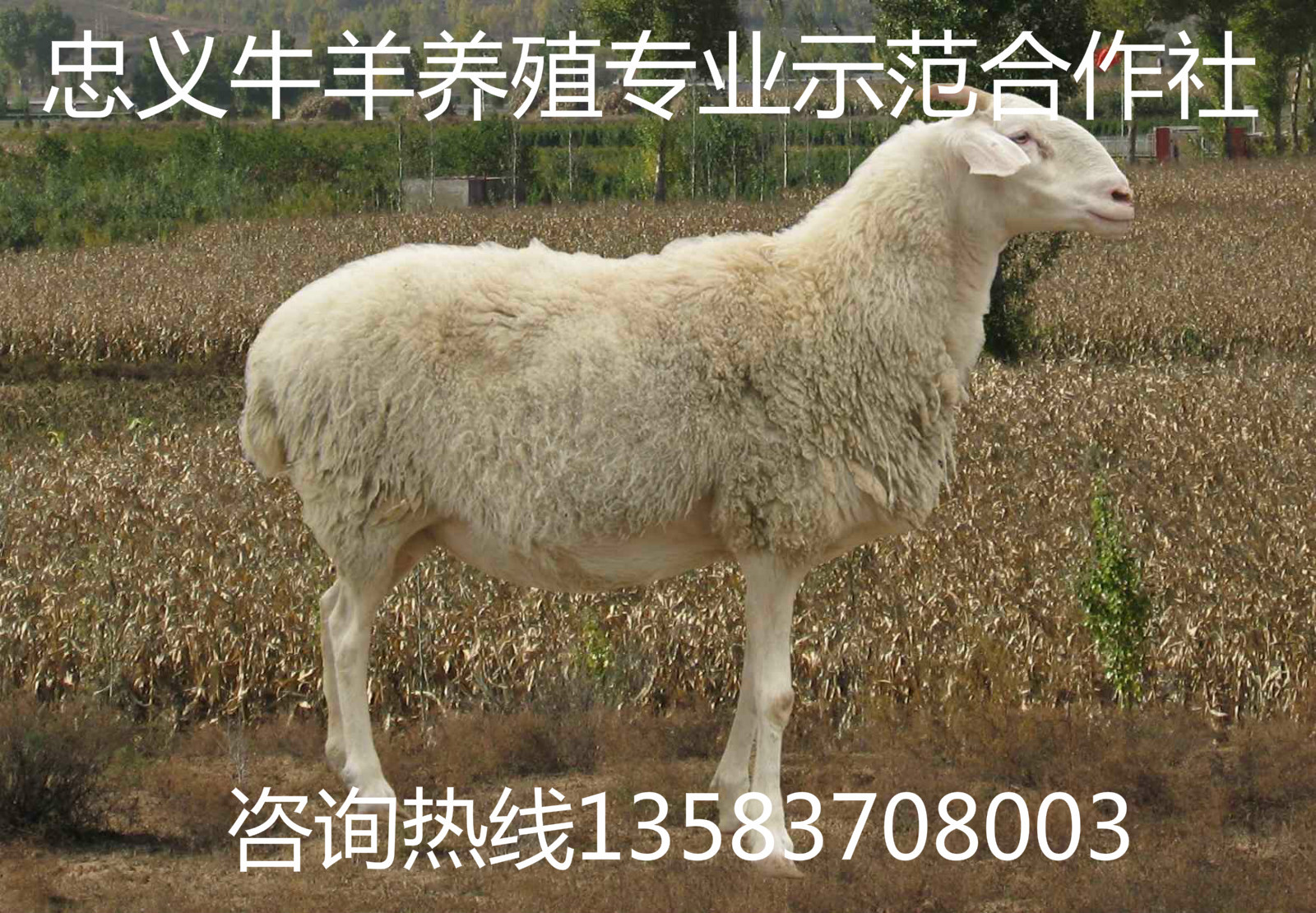 1ab26f922ebe97c5aaaae5c4d7cd97