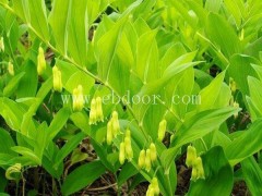 哪儿有黄精种子出售-重庆黄精种子-叶氏药材合作社收益高