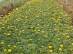 万寿菊怎么卖-山东实惠的万寿菊