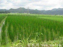 荸荠瘟的发作与防治办法