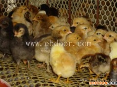 肉鸡漯河鸡苗价格-漯河鸡苗价格-信阳四强鸡鸭鹅苗优惠