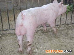 一站网罗【大白种猪出售 大白种猪养殖场 大白种猪价格】