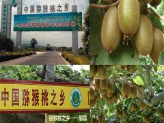 陕西眉县优质徐香猕猴桃自产自销，产地直供