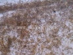 泥鳅-金兴养殖场品质保障-泥鳅种苗