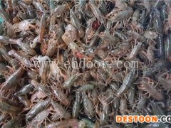 金智祥潜江龙虾养殖技术(图)-周边龙虾养殖基地-龙虾养殖