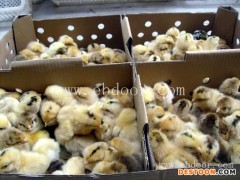 四强鸡鸭鹅苗品种纯(图)-肉鸡河南鸡苗供应-河南鸡苗供应