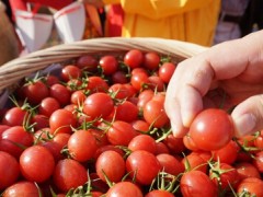 陵水圣女果 - 陵水特产