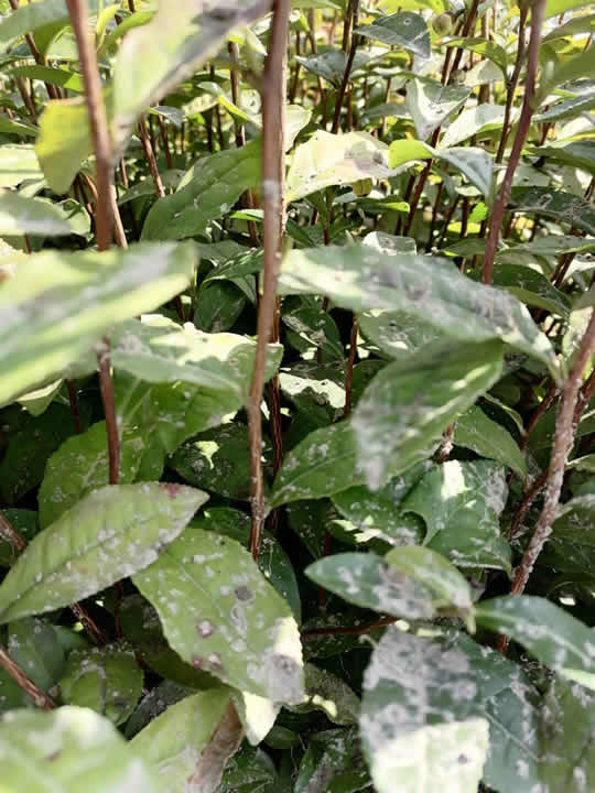 石台华茶八号茶苗