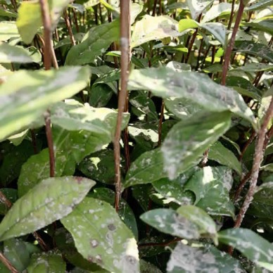 石台华茶八号茶苗