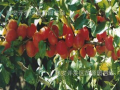 樱桃苗，樱桃苗，樱桃苗，嫁接吉塞拉樱桃苗