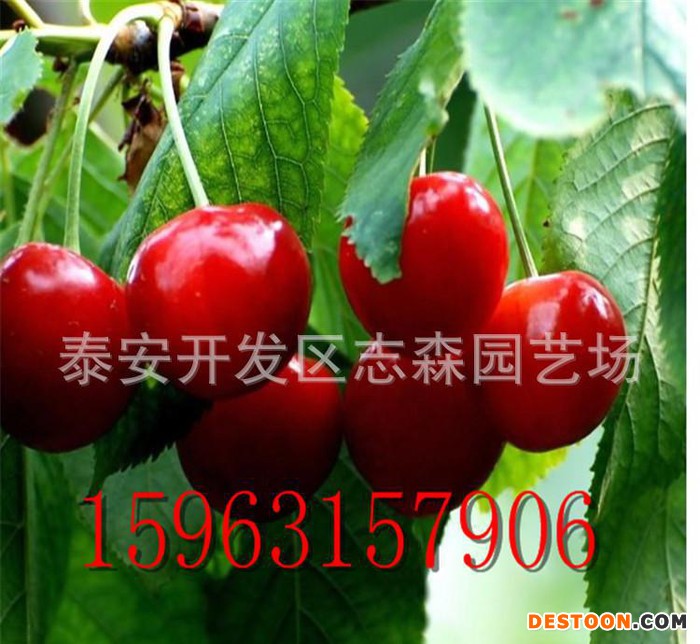 樱桃苗 嫁接樱桃苗 乔木樱桃苗 美早樱桃苗