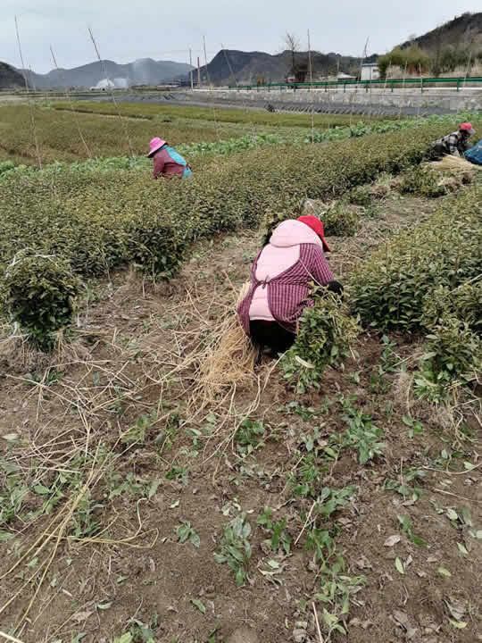 东至华茶八号茶苗