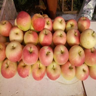 美国蛇果价格果树当年结果 秦冠苹果苗耐储藏鲁丽苹果苗基地