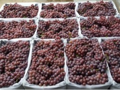 [供]供应葡萄,一手货源，品质好，价格低