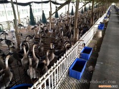 黑鬃鹅价钱如何_可信赖的黑棕鹅经销商