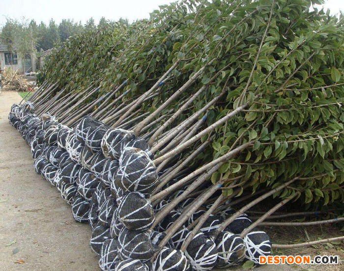 樱桃苗樱桃苗批发樱桃苗价格嫁接樱桃苗樱桃苗种植