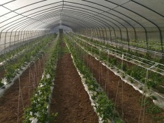 五峰：军运会上的“五峰滋味”