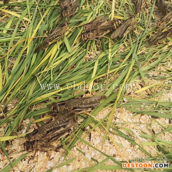 蚂蚱养殖多少钱-山东大昆(在线咨询)-养蚂蚱