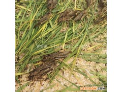 蚂蚱养殖多少钱-山东大昆(在线咨询)-养蚂蚱