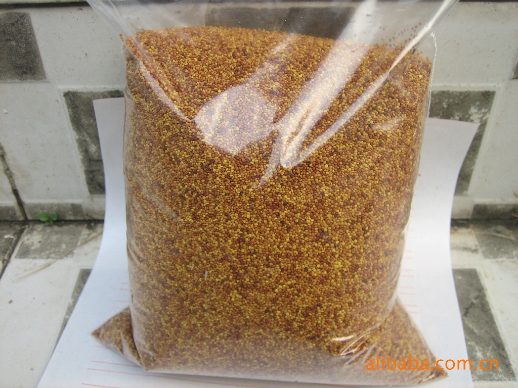 牧草种子，红三叶草，红三叶草种子批发零售