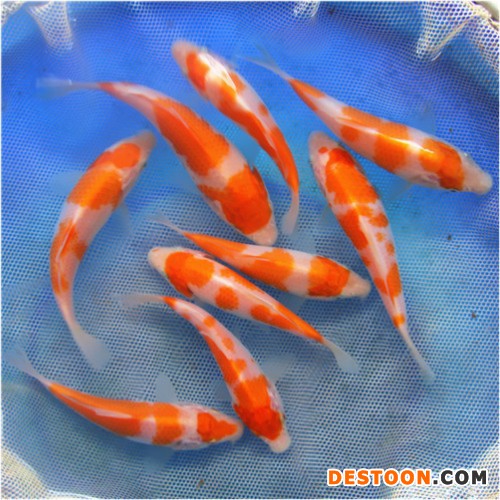 【蓬展】台州蓬展锦鲤  锦鲤鱼苗 台州 锦鲤厂家  锦鲤批发  厂家直销  值得信赖