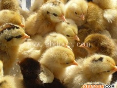 绿壳鸡苗多少钱一只-鸡苗多少钱一只-惠民禽业品质好