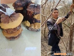 去哪里学桑黄种植技术-长程天麻灵芝(推荐商家)