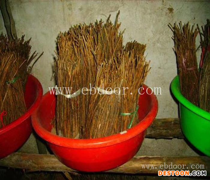 知了猴怎么养殖-知了猴-中国淼源金蝉养殖中心(查看)