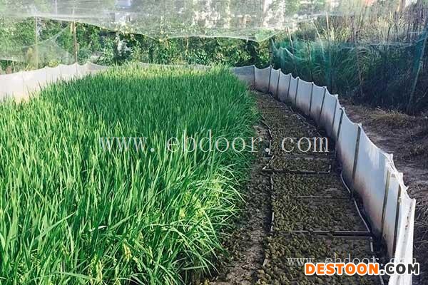 青蛙养殖成本-毕节青蛙养殖-半亩田生态农业公司