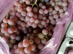 [供]河北涿鹿，精品龙眼葡萄，口感甜，耐储存，果质好。