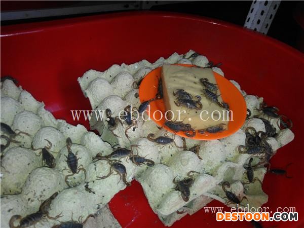 唐县哪里有蝎子养殖-军辉特种养殖