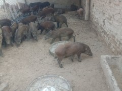 厂家供应优质野猪苗 纯种野猪种猪 野猪苗价格 野猪养殖前景 纯种野猪养殖基地