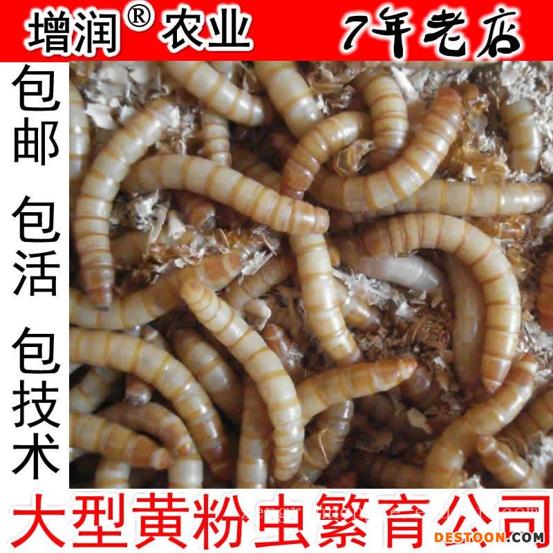 黄粉虫种虫虫卵 养殖黄粉虫种苗 鲜活面包虫虫卵活虫养殖饲料