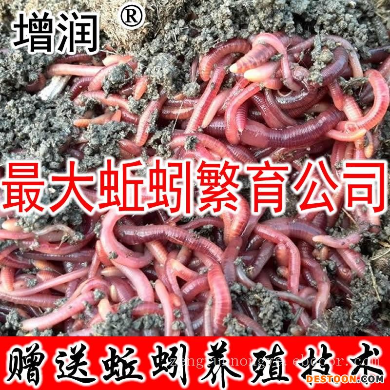 大平三号蚯蚓种全国发货